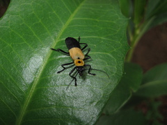 Chauliognathus heros