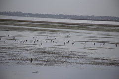 Himantopus leucocephalus