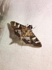 Spilomelinae