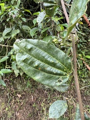 Passiflora cuspidifolia