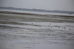 Himantopus leucocephalus