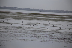 Himantopus leucocephalus