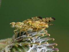 Terellia tussilaginis