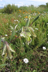 Gladiolus orchidiflorus