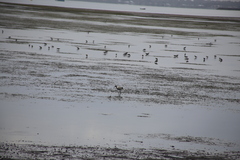 Himantopus leucocephalus