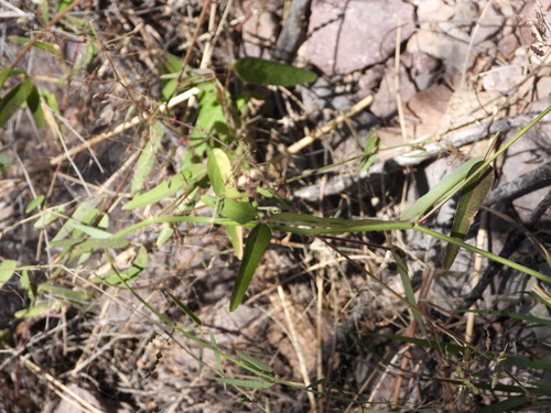 Image of Desmodium rosei by (c) Jared Shorma, some rights reserved (CC BY)