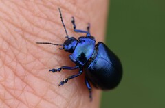 Oreina caerulea