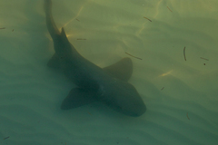 Ginglymostoma cirratum