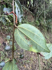 Passiflora cuspidifolia