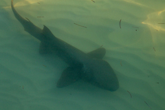 Ginglymostoma cirratum