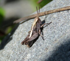 Phaulacridium marginale