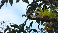 Melanerpes pucherani