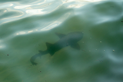 Ginglymostoma cirratum