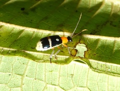 Diabroticina