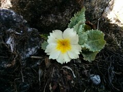 Primula aureata