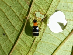 Diabroticina