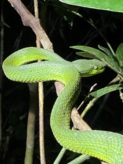 Bothriechis lateralis