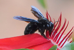 Xylocopa strandi