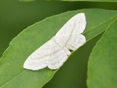 Scopula nigropunctata