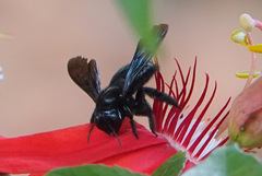 Xylocopa strandi