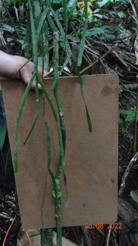 Image of Rhipsalis micrantha by (c) Ignacio Moreira-Corral, some rights reserved (CC BY-SA)