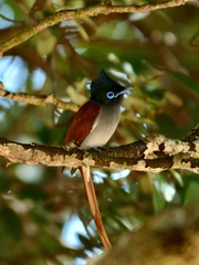 Terpsiphone viridis plumbeiceps