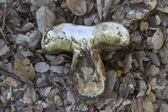 Caloboletus marshii