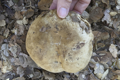 Caloboletus marshii