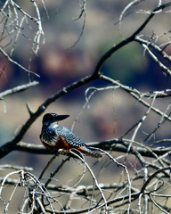 Megaceryle maxima maxima