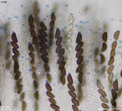 Hypoxylon perforatum