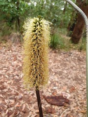 Xanthorrhoea macronema