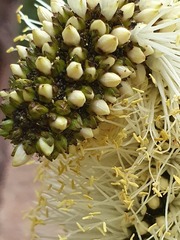 Xanthorrhoea macronema