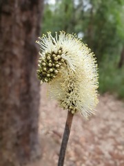 Xanthorrhoea macronema