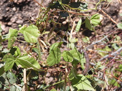 Phaseolus acutifolius acutifolius