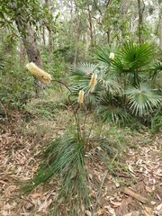 Xanthorrhoea macronema