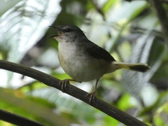 Myiothlypis fulvicauda