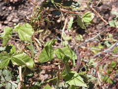 Phaseolus acutifolius acutifolius