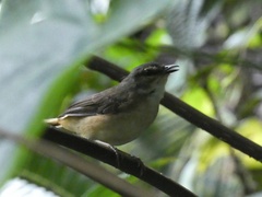 Myiothlypis fulvicauda