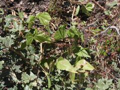 Phaseolus acutifolius acutifolius