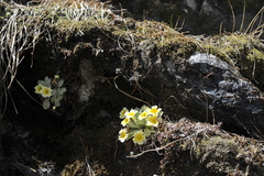 Primula aureata
