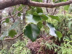 Cheirodendron trigynum