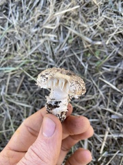 Saproamanita pruittii