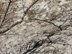 Aspidoscelis neomexicanus