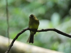 Mitrephanes phaeocercus