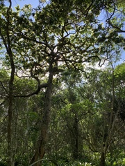 Paubrasilia echinata