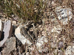 Aspidoscelis neomexicanus