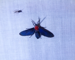 Psoloptera thoracica
