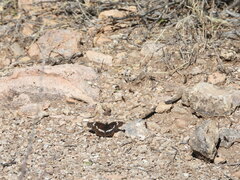 Chlosyne lacinia crocale