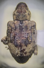 Conotrachelus