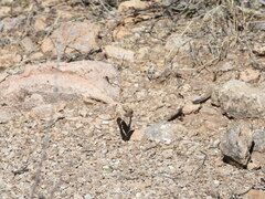 Chlosyne lacinia crocale